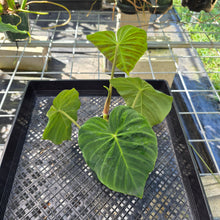 Load image into Gallery viewer, Philodendron Verrucosum Pseudoverrucosum Croat 6" pot, Fedex 2day