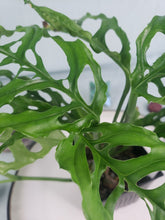 Load image into Gallery viewer, Obliqua Peru, exact plant, Monstera, ships nationwide