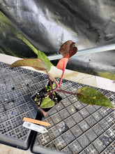 Load image into Gallery viewer, Philodendron Orange Princess, Exact Plant Variegated Ships Nationwide