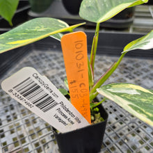 Load image into Gallery viewer, Philodendron White Princess Aurea Variegated exact plant, Fedex 2day*