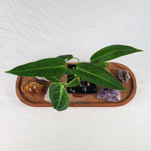 Load image into Gallery viewer, Anthurium Warocqueanum, Queen 4" pot, Fedex 2day*