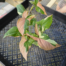 Load image into Gallery viewer, Syngonium Red Spot Tricolor, Exact Plant Variegated Ships Nationwide
