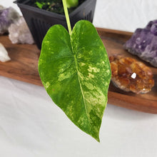 Load image into Gallery viewer, Alocasia Gageana Aurea, Exact Plant Variegated
