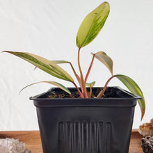 Load image into Gallery viewer, Philodendron Strawberry Shake, Exact Plant Variegated Ships Nationwide