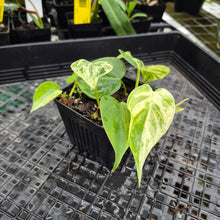 Load image into Gallery viewer, Philodendron Hederaceum, Heart Leaf, Exact Plant Variegated Ships Nationwide