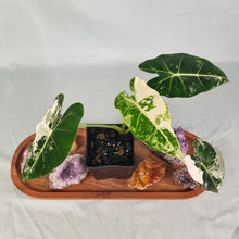 Load image into Gallery viewer, Alocasia Frydek Variegated 4" pot, Fedex 2day*