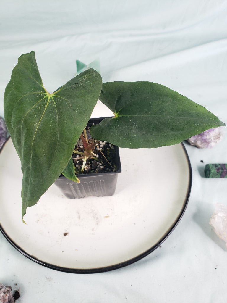 Papillilaminum 'Ralph Lynam' x 'Fort Sherman', Anth., ex. pl