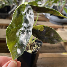 Load image into Gallery viewer, Alocasia Azlanii Aurea variegated exact plant, Fedex 2day*