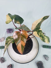 Load image into Gallery viewer, Strawberry Shake, Exact Plant, variegated Philodendron