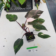 Load image into Gallery viewer, Philodendron Red Anderson, Exact Plant Ships Nationwide