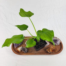 Load image into Gallery viewer, Alocasia Cucullata Variegated 4" pot, Fedex 2 day*