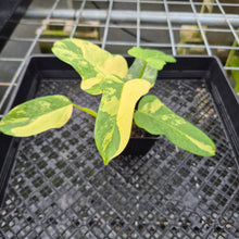 Load image into Gallery viewer, Philodendron Bipennifolium Variegated exact plant, Fedex 2day*