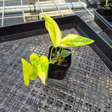 Load image into Gallery viewer, Epipremnum Pinnatum Sunburst Variegated 2.5" pot, Fedex 2day*
