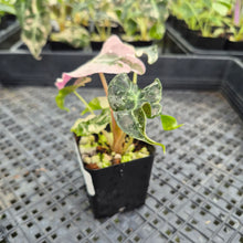 Load image into Gallery viewer, Alocasia Polly Snowflake Pink variegated exact plant, Fedex 2day*