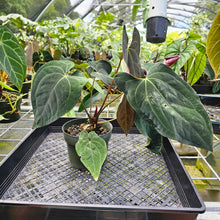 Load image into Gallery viewer, Anthurium Ace Of Spades X Papillilaminum, Exact Plant