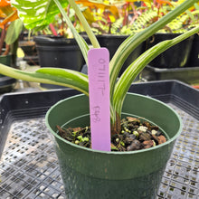 Load image into Gallery viewer, Alocasia Odora, Okinawa Silver, Exact Plant Variegated Ships Nationwide