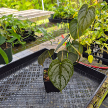 Load image into Gallery viewer, Philodendron Brandtianum, Exact Plant Ships Nationwide