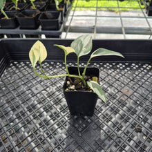 Load image into Gallery viewer, Scindapsus Blue Albo Variegated exact plant, Fedex 2day*