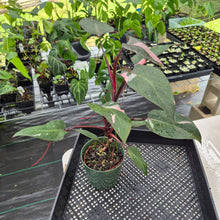 Load image into Gallery viewer, Philodendron Pink Princess Variegated exact plant, Fedex 2day