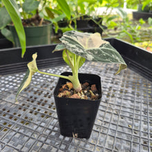 Load image into Gallery viewer, Alocasia Black Velvet Pink variegated 2.5" pot, Fedex 2day*