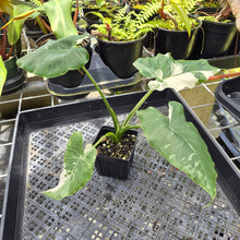 Load image into Gallery viewer, Alocasia Odora, Okinawa Silver, Exact Plant Variegated Ships Nationwide