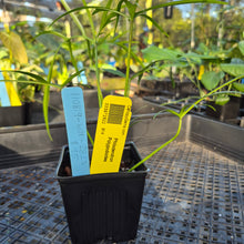 Load image into Gallery viewer, Philodendron Polypodoides, Exact Plant Ships Nationwide