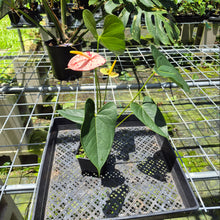 Load image into Gallery viewer, Anthurium Shibori Variegated exact plant, Fedex 2day*