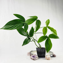 Load image into Gallery viewer, Philodendron Tripartitum, Exact Plant Ships Nationwide