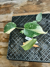 Load image into Gallery viewer, Monstera Creme Brulee , Exact Plant Variegated Ships Nationwide