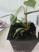 Load image into Gallery viewer, Philodendron Sodiroi True Form, Exact Plant