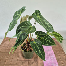 Load image into Gallery viewer, Anthurium Magnificum X Warocqueanum AFF noid, exact plant, Fedex 2day*