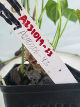 Load image into Gallery viewer, Propinquum, exact plant, Anthurium, ships nationwide