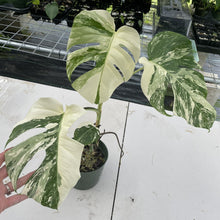 Load image into Gallery viewer, Monstera Borsigiana Albo Deliciosa Variegated exact plant, Fedex 2day*