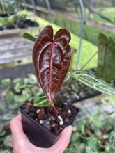 Load image into Gallery viewer, Anthurium Red Crystallinum Doc Block 4" pot, Fedex 2day*