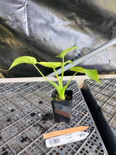 Load image into Gallery viewer, Alocasia Cucullata, Exact Plant Variegated Ships Nationwide