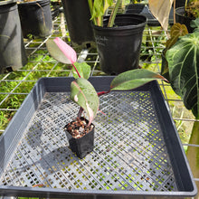 Load image into Gallery viewer, Philodendron Pink Princess, Exact Plant Variegated Ships Nationwide