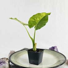 Load image into Gallery viewer, Alocasia Gageana Aurea, Exact Plant Variegated
