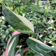 Load image into Gallery viewer, Scindapsus Blue Albo Variegated 2.5" pot, Fedex 2day*