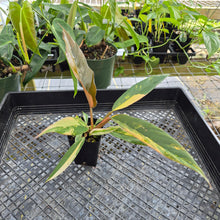 Load image into Gallery viewer, Philodendron Caramel Marble, Exact Plant Variegated Ships Nationwide