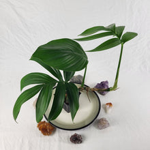 Load image into Gallery viewer, Rhaphidophora Decursiva, Exact Plant Dragon Tail Ships Nationwide