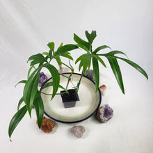 Load image into Gallery viewer, Philodendron Quercifolium 2.5" pot, Fedex 2day*