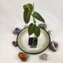 Load image into Gallery viewer, Philodendron Melanochrysum 2.5" pot, Fedex 2day*