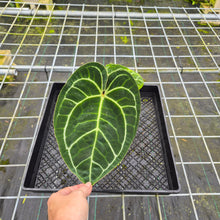 Load image into Gallery viewer, Anthurium Besseae Aff x Red Crystallinum, Exact Plant