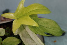 Load image into Gallery viewer, Philodendron Florida Ghost Exact Plant Ships nationwide