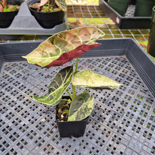 Load image into Gallery viewer, Alocasia Watsoniana Albo/Pink Variegated, Exact Plant Ships Nationwide