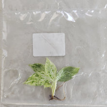 Load image into Gallery viewer, Philodendron Giganteum Blizzard variegated tissue culture 2DayAir
