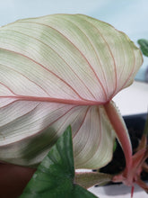Load image into Gallery viewer, Philodendron Plowmanii, Exact Plant