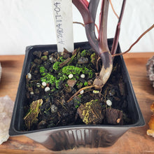 Load image into Gallery viewer, Philodendron Pink Princess Variegated 4" pot, Fedex 2 day*