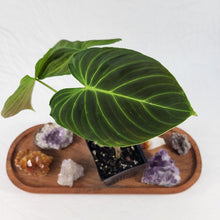 Load image into Gallery viewer, Philodendron Splendid, Exact Plant Ships Nationwide