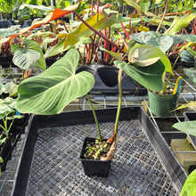 Load image into Gallery viewer, Philodendron Gloriosum, Pink Veined Back, Exact Plant Ships Nationwide